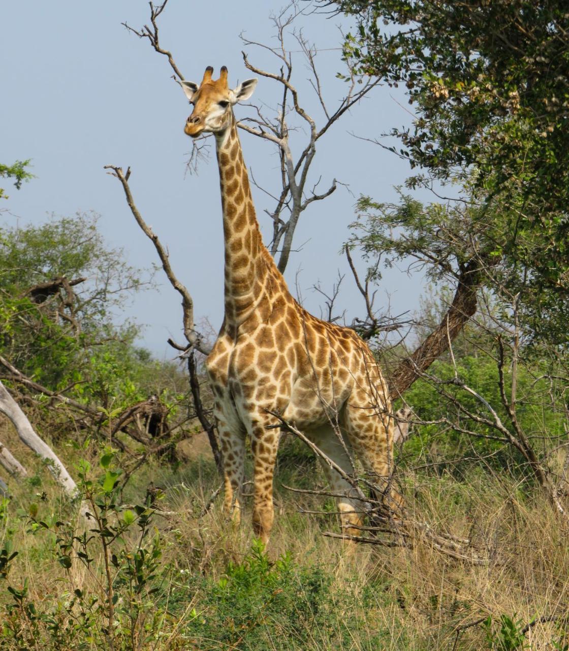 Umkhumbi Lodge Hluhluwe Luaran gambar